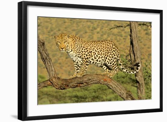 Leopard Standing on Acacia Branch-null-Framed Photographic Print