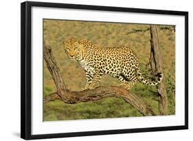 Leopard Standing on Acacia Branch-null-Framed Photographic Print