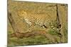 Leopard Standing on Acacia Branch-null-Mounted Photographic Print