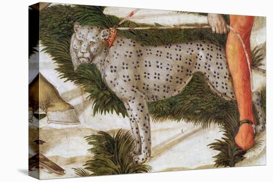 Leopard Straining on a Leash, Detail from the Journey of the Magi Cycle in the Chapel, C.1460-Benozzo di Lese di Sandro Gozzoli-Stretched Canvas