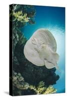 Leopard Torpedo Ray (Electric Ray) (Torpedo Panthera), Underside View, Back-Lit by the Sun-Mark Doherty-Stretched Canvas