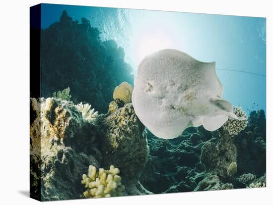 Leopard Torpedo Ray (Electric Ray) (Torpedo Panthera), Underside View, Back-Lit by the Sun-Mark Doherty-Stretched Canvas