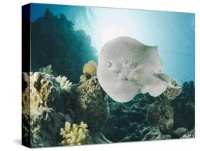 Leopard Torpedo Ray (Electric Ray) (Torpedo Panthera), Underside View, Back-Lit by the Sun-Mark Doherty-Stretched Canvas