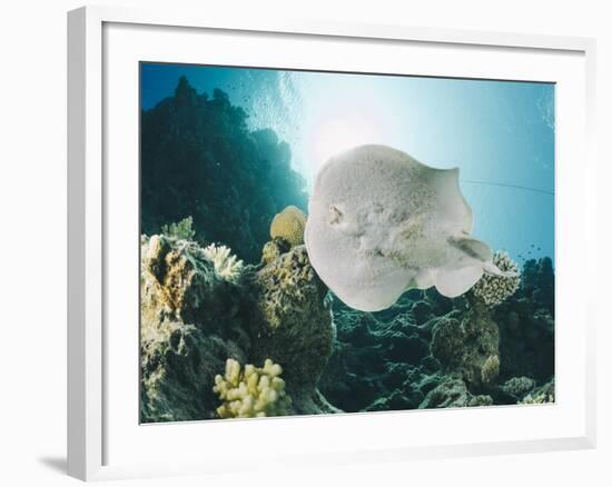 Leopard Torpedo Ray (Electric Ray) (Torpedo Panthera), Underside View, Back-Lit by the Sun-Mark Doherty-Framed Photographic Print
