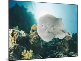 Leopard Torpedo Ray (Electric Ray) (Torpedo Panthera), Underside View, Back-Lit by the Sun-Mark Doherty-Mounted Photographic Print