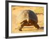 Leopard Tortoise, Addo Elephant National Park, South Africa, Africa-James Hager-Framed Photographic Print