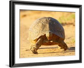 Leopard Tortoise, Addo Elephant National Park, South Africa, Africa-James Hager-Framed Photographic Print