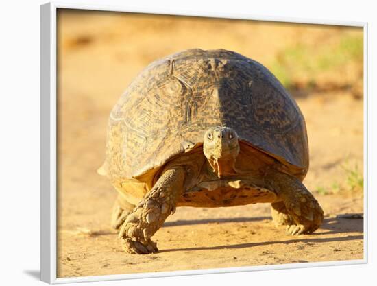 Leopard Tortoise, Addo Elephant National Park, South Africa, Africa-James Hager-Framed Photographic Print