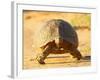 Leopard Tortoise, Addo Elephant National Park, South Africa, Africa-James Hager-Framed Photographic Print