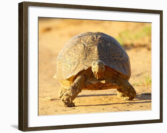 Leopard Tortoise, Addo Elephant National Park, South Africa, Africa-James Hager-Framed Photographic Print