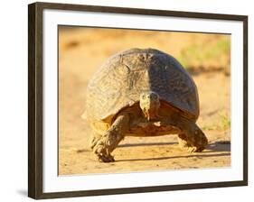 Leopard Tortoise, Addo Elephant National Park, South Africa, Africa-James Hager-Framed Photographic Print