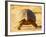 Leopard Tortoise, Addo Elephant National Park, South Africa, Africa-James Hager-Framed Photographic Print