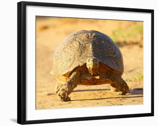 Leopard Tortoise, Addo Elephant National Park, South Africa, Africa-James Hager-Framed Photographic Print