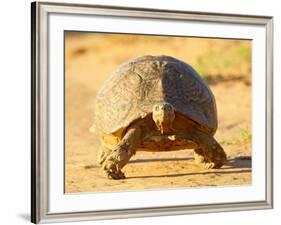 Leopard Tortoise, Addo Elephant National Park, South Africa, Africa-James Hager-Framed Photographic Print