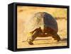 Leopard Tortoise, Addo Elephant National Park, South Africa, Africa-James Hager-Framed Stretched Canvas