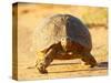 Leopard Tortoise, Addo Elephant National Park, South Africa, Africa-James Hager-Stretched Canvas