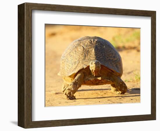 Leopard Tortoise, Addo Elephant National Park, South Africa, Africa-James Hager-Framed Photographic Print