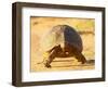 Leopard Tortoise, Addo Elephant National Park, South Africa, Africa-James Hager-Framed Photographic Print