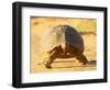 Leopard Tortoise, Addo Elephant National Park, South Africa, Africa-James Hager-Framed Photographic Print