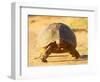 Leopard Tortoise, Addo Elephant National Park, South Africa, Africa-James Hager-Framed Photographic Print