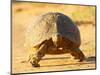 Leopard Tortoise, Addo Elephant National Park, South Africa, Africa-James Hager-Mounted Photographic Print