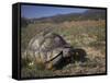 Leopard Tortoise, Geochelone Pardalis, in Namaqua National Park, Northern Cape, South Africa-Steve & Ann Toon-Framed Stretched Canvas