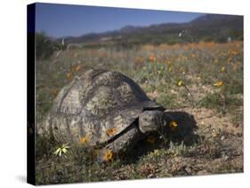 Leopard Tortoise, Geochelone Pardalis, in Namaqua National Park, Northern Cape, South Africa-Steve & Ann Toon-Stretched Canvas