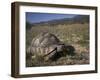 Leopard Tortoise, Geochelone Pardalis, in Namaqua National Park, Northern Cape, South Africa-Steve & Ann Toon-Framed Photographic Print
