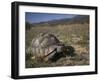 Leopard Tortoise, Geochelone Pardalis, in Namaqua National Park, Northern Cape, South Africa-Steve & Ann Toon-Framed Photographic Print