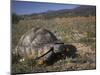 Leopard Tortoise, Geochelone Pardalis, in Namaqua National Park, Northern Cape, South Africa-Steve & Ann Toon-Mounted Photographic Print