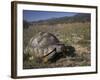 Leopard Tortoise, Geochelone Pardalis, in Namaqua National Park, Northern Cape, South Africa-Steve & Ann Toon-Framed Photographic Print