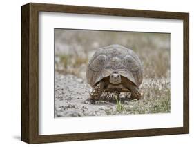 Leopard tortoise (Geochelone pardalis), Kgalagadi Transfrontier Park, South Africa, Africa-James Hager-Framed Photographic Print