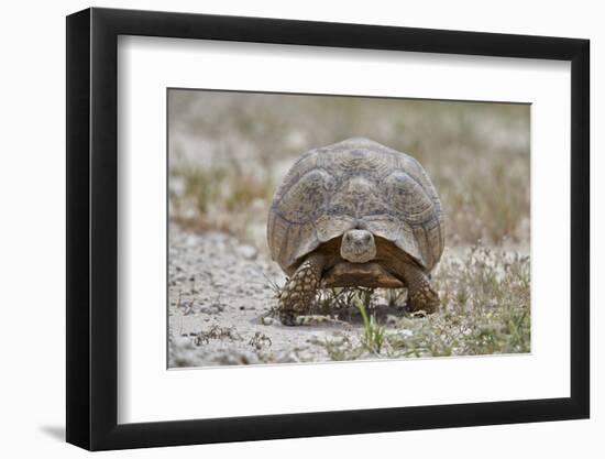 Leopard tortoise (Geochelone pardalis), Kgalagadi Transfrontier Park, South Africa, Africa-James Hager-Framed Photographic Print