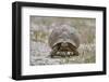 Leopard tortoise (Geochelone pardalis), Kgalagadi Transfrontier Park, South Africa, Africa-James Hager-Framed Photographic Print