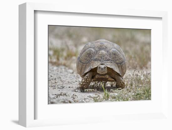 Leopard tortoise (Geochelone pardalis), Kgalagadi Transfrontier Park, South Africa, Africa-James Hager-Framed Photographic Print