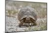 Leopard tortoise (Geochelone pardalis), Kgalagadi Transfrontier Park, South Africa, Africa-James Hager-Mounted Photographic Print