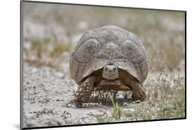 Leopard tortoise (Geochelone pardalis), Kgalagadi Transfrontier Park, South Africa, Africa-James Hager-Mounted Photographic Print