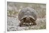 Leopard tortoise (Geochelone pardalis), Kgalagadi Transfrontier Park, South Africa, Africa-James Hager-Framed Photographic Print