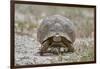 Leopard tortoise (Geochelone pardalis), Kgalagadi Transfrontier Park, South Africa, Africa-James Hager-Framed Photographic Print