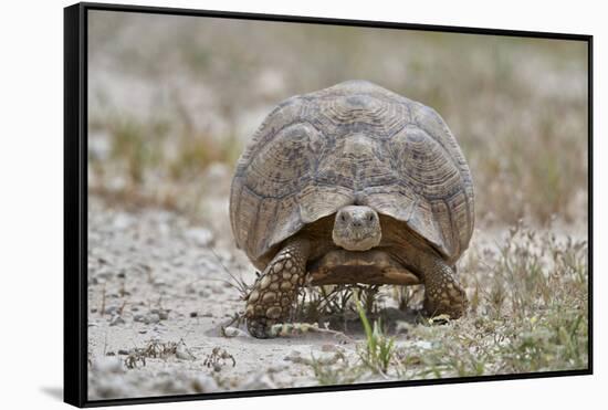 Leopard tortoise (Geochelone pardalis), Kgalagadi Transfrontier Park, South Africa, Africa-James Hager-Framed Stretched Canvas