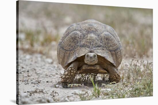 Leopard tortoise (Geochelone pardalis), Kgalagadi Transfrontier Park, South Africa, Africa-James Hager-Stretched Canvas