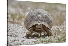 Leopard tortoise (Geochelone pardalis), Kgalagadi Transfrontier Park, South Africa, Africa-James Hager-Stretched Canvas