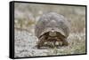 Leopard tortoise (Geochelone pardalis), Kgalagadi Transfrontier Park, South Africa, Africa-James Hager-Framed Stretched Canvas