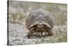 Leopard tortoise (Geochelone pardalis), Kgalagadi Transfrontier Park, South Africa, Africa-James Hager-Stretched Canvas