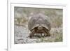 Leopard tortoise (Geochelone pardalis), Kgalagadi Transfrontier Park, South Africa, Africa-James Hager-Framed Photographic Print