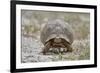 Leopard tortoise (Geochelone pardalis), Kgalagadi Transfrontier Park, South Africa, Africa-James Hager-Framed Photographic Print