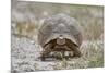 Leopard tortoise (Geochelone pardalis), Kgalagadi Transfrontier Park, South Africa, Africa-James Hager-Mounted Photographic Print