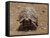 Leopard Tortoise (Geochelone Pardalis), Kruger National Park, South Africa, Africa-James Hager-Framed Stretched Canvas