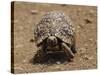 Leopard Tortoise (Geochelone Pardalis), Kruger National Park, South Africa, Africa-James Hager-Stretched Canvas