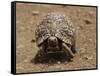 Leopard Tortoise (Geochelone Pardalis), Kruger National Park, South Africa, Africa-James Hager-Framed Stretched Canvas